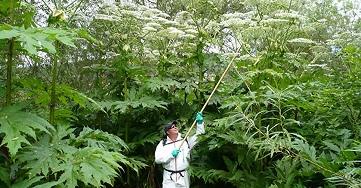 Britains Most Dangerous Plant – Giant Hogweed AI