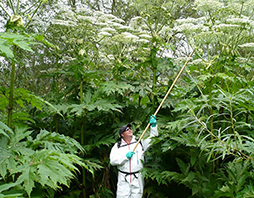 Britain’s Most Dangerous Plant – Giant Hogweed FI