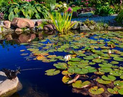 Garden safety and other advice to help keep your children safe this summer